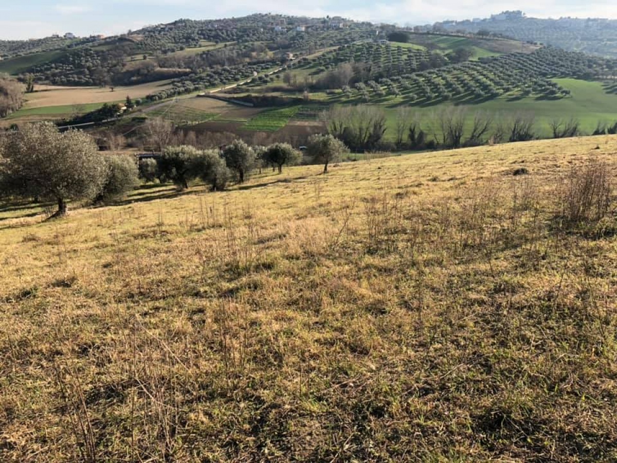 Montesilvano, ,Terreno,In Vendita,1161