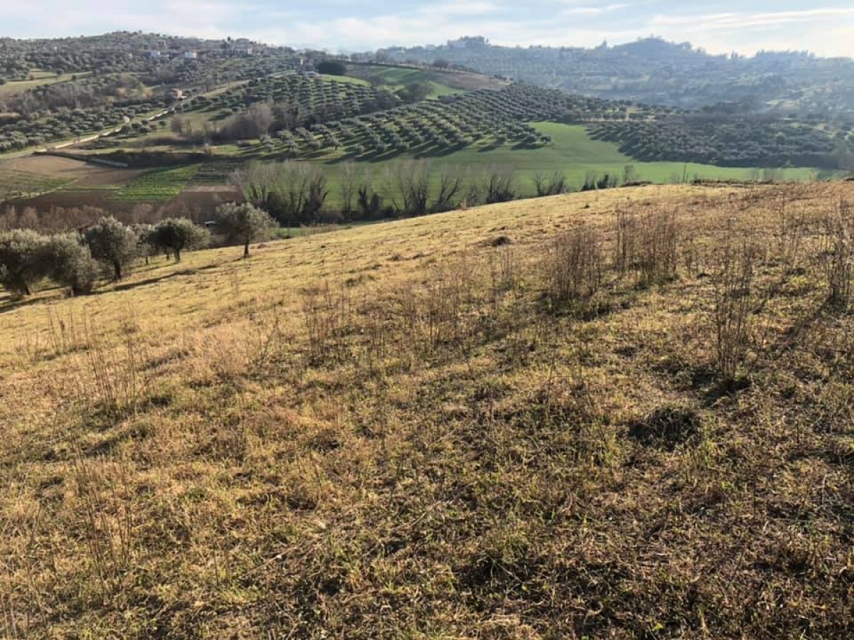 Montesilvano, ,Terreno,In Vendita,1161