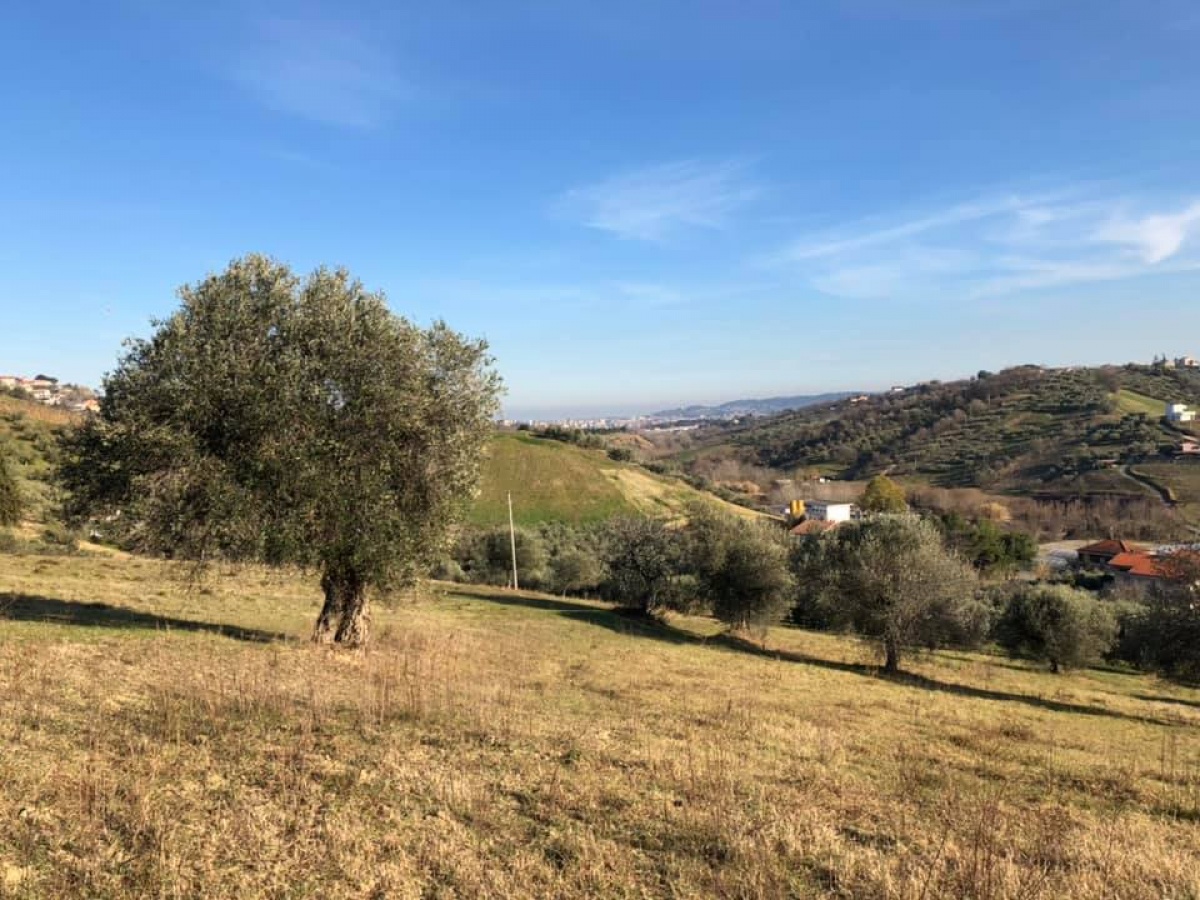 Montesilvano, ,Terreno,In Vendita,1161