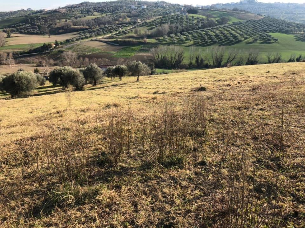 Montesilvano, ,Terreno,In Vendita,1161