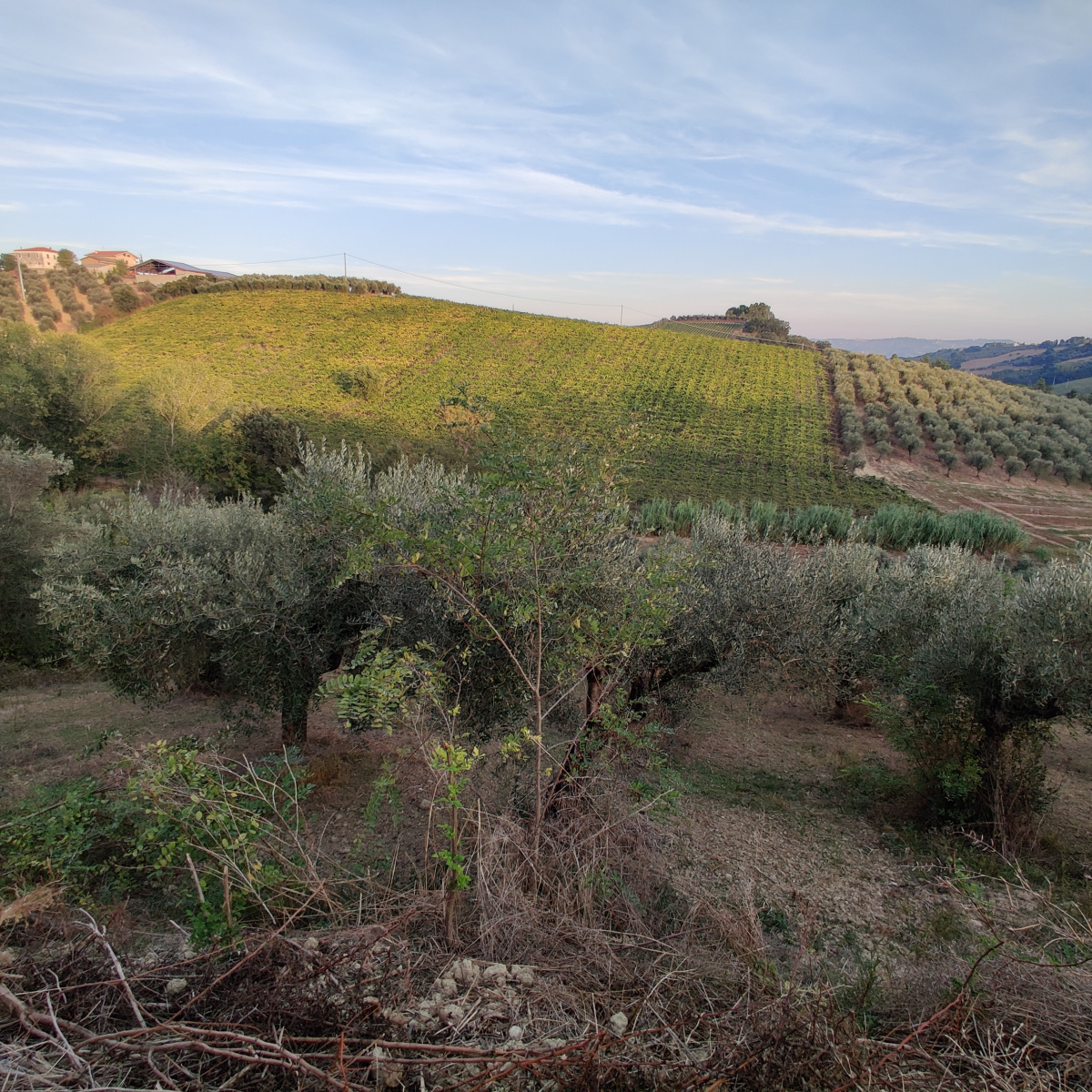 Terreno,In Vendita,1406
