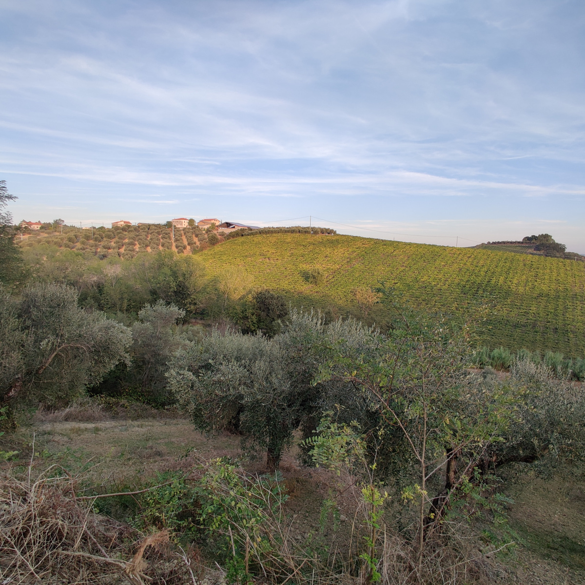 Terreno,In Vendita,1406