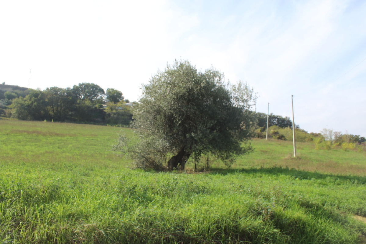Terreno,In Vendita,1498